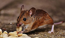 Find Exterminators in Solano County